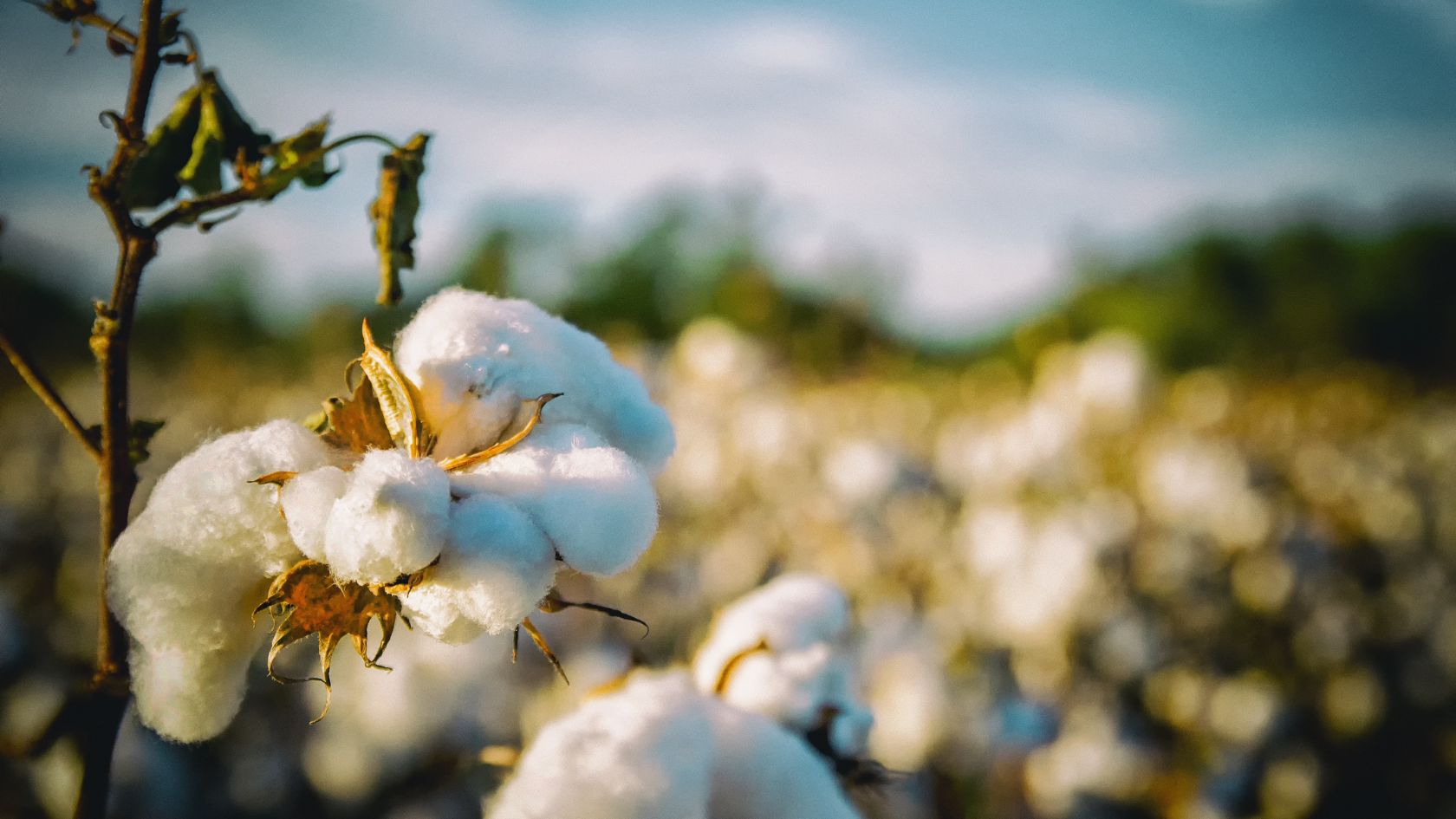 Is organic fabric really better for the planet?